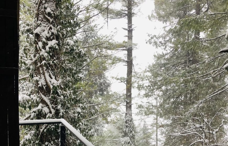 Lemon Lodges by Roomy, Nathia Gali